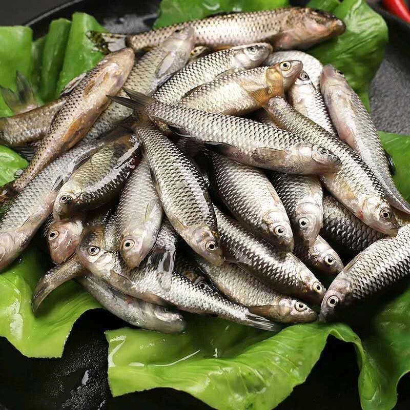 野生新鲜小河鱼小石鱼麦穗虾虎鱼河杂鱼山坑鱼喂龙鱼旁皮白条鱼