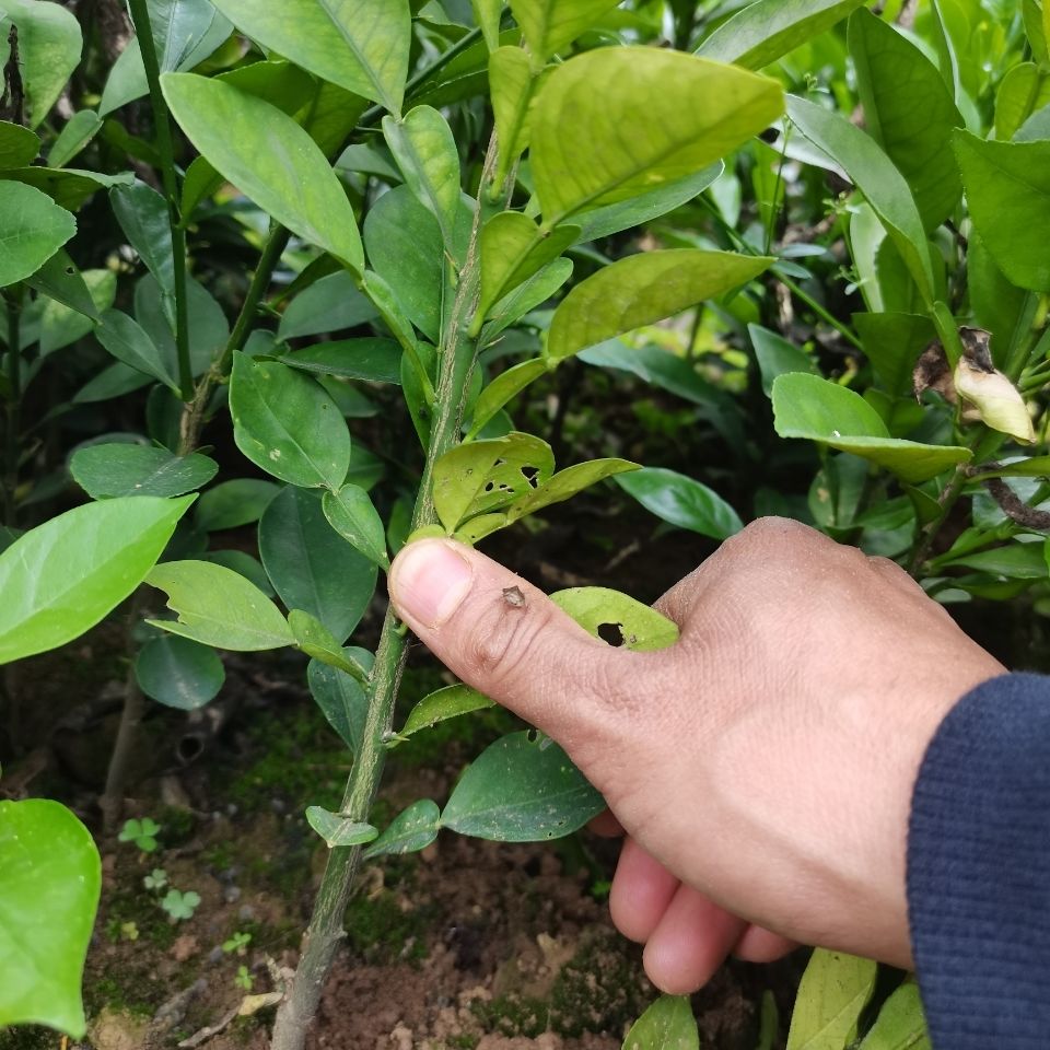 批发酸柚苗酸柚实生苗土酸柚小苗1年生柚子砧木保湿保鲜包邮 虎窝拼 批发酸柚苗酸柚实生苗土酸柚小苗1年生柚子砧木保湿保鲜包邮 虎窝拼