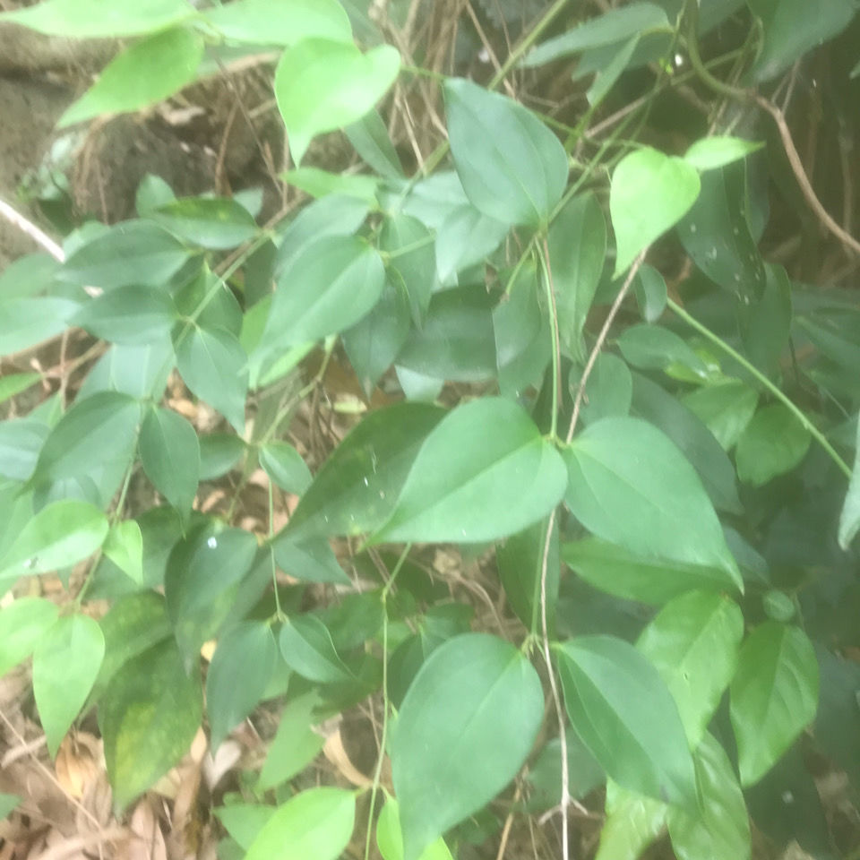 现摘野生青藤子牛腿风千里藤香花藤新鲜500克