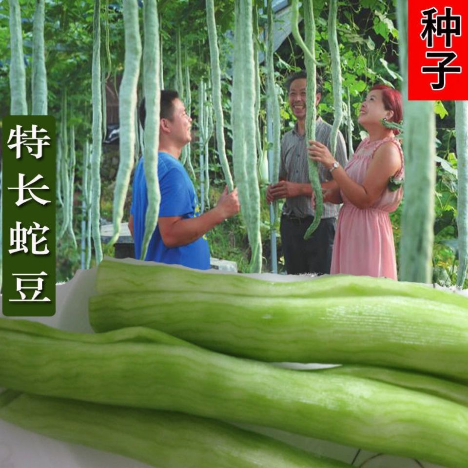 蛇豆蛇瓜种子蔬菜籽春夏秋四季播抗病蛇豆盆栽观赏食用蛇豆角种子