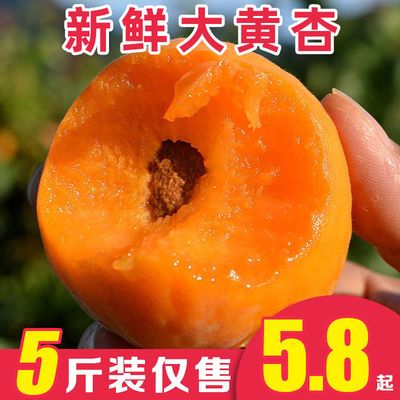 杏子水果新鲜水果杏子大黄杏1-5斤装当季现摘现发孕妇应季水果