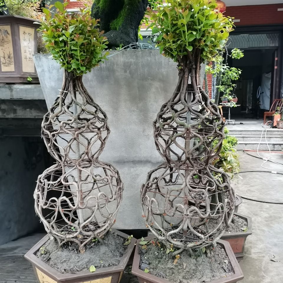 紫薇葫芦老桩盆景开紫花造型美观适合公司门口别墅养殖发财树灌木