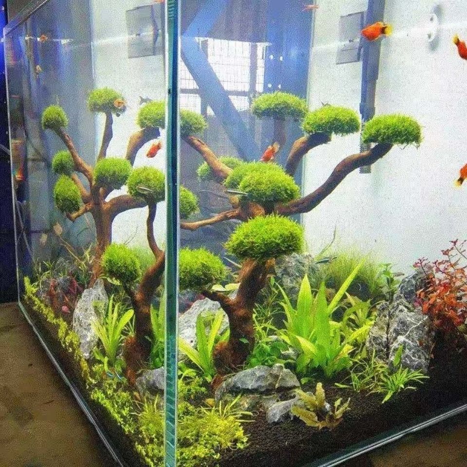 莫斯树鱼缸造景懒人水草巴西树  活体水草  造景骨架  迎客松造型