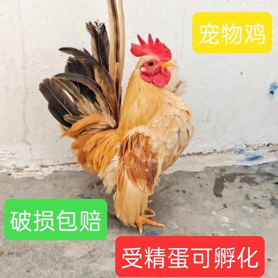 矮脚观赏鸡元宝鸡白桂鸡受精种蛋可孵化鸡蛋宠物鸡新品小玲珑矮脚