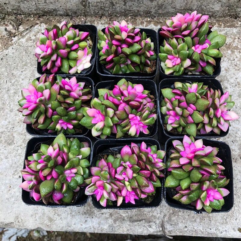 吹雪玉坠佛珠情人泪原盆土栽好发货多肉植物群生送肥料 9月17日发完 虎窝拼