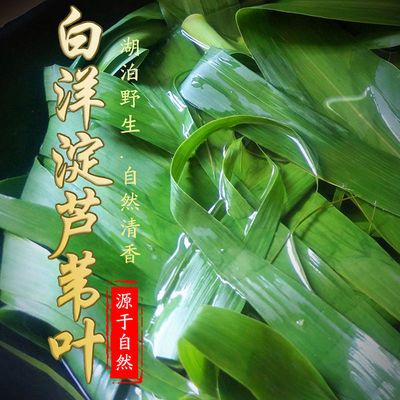 29860/粽子叶芦苇叶白洋淀粽子叶新鲜野生大宽叶