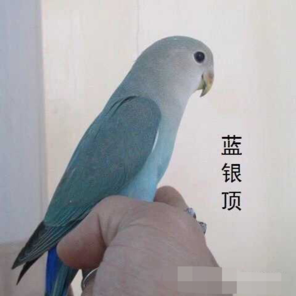 牡丹鹦鹉蓝银合法面类牡丹鹦鹉活体
