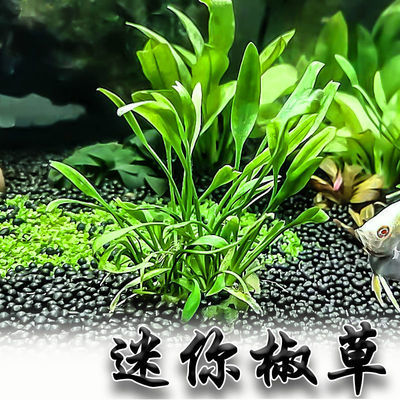 迷你椒草鱼缸造景前景活体水草水族用草可以蔓延成草皮阴性水草 虎窝拼