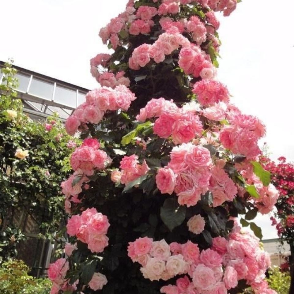 日本爬藤樱霞月季花苗别墅庭院花墙花开花机器廊景观阳台盆栽绿植