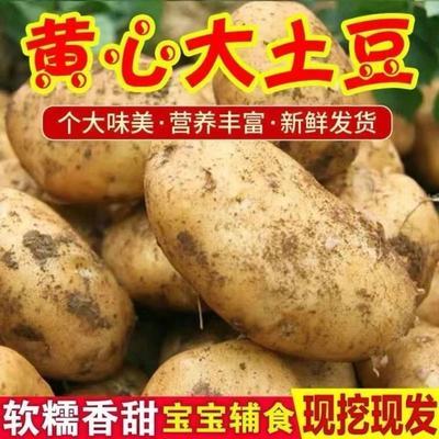 【高品质】2024农家土豆5/9斤装新鲜土豆马铃薯洋芋黄心土豆批发