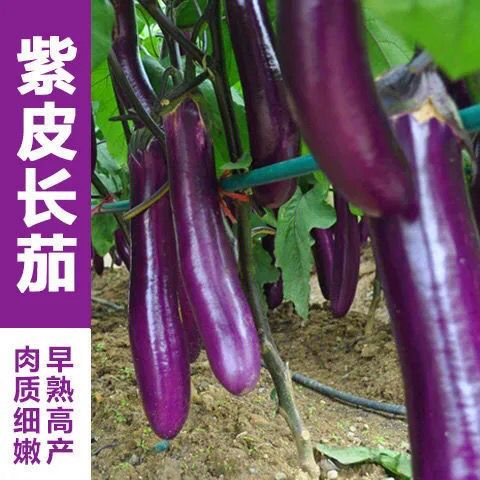 优茄子种子高产紫红长茄黑圆茄种子花卉盆栽阳台园艺鲜花水果种子