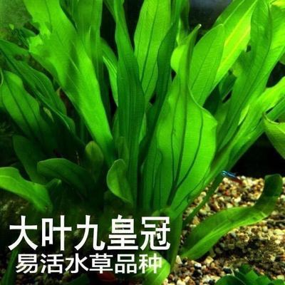 特价水草绿九冠鱼缸水族箱鱼缸造景淡水活体阴性草沉木造景植物 虎窝拼
