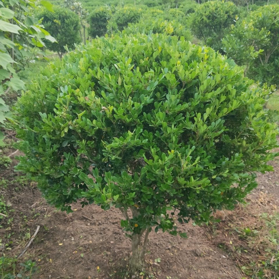 2米造型树园林景观庭院种植