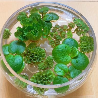 鱼缸水族箱活体水草浮萍净化水质除二氧化碳浮性水生植物草缸包邮 虎窝拼