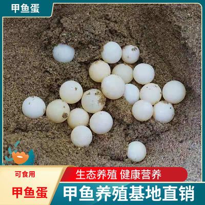 39864/甲鱼蛋可食 用宝宝辅食甲鱼蛋批发老鳖蛋当天现挖现 乌龟蛋可食用