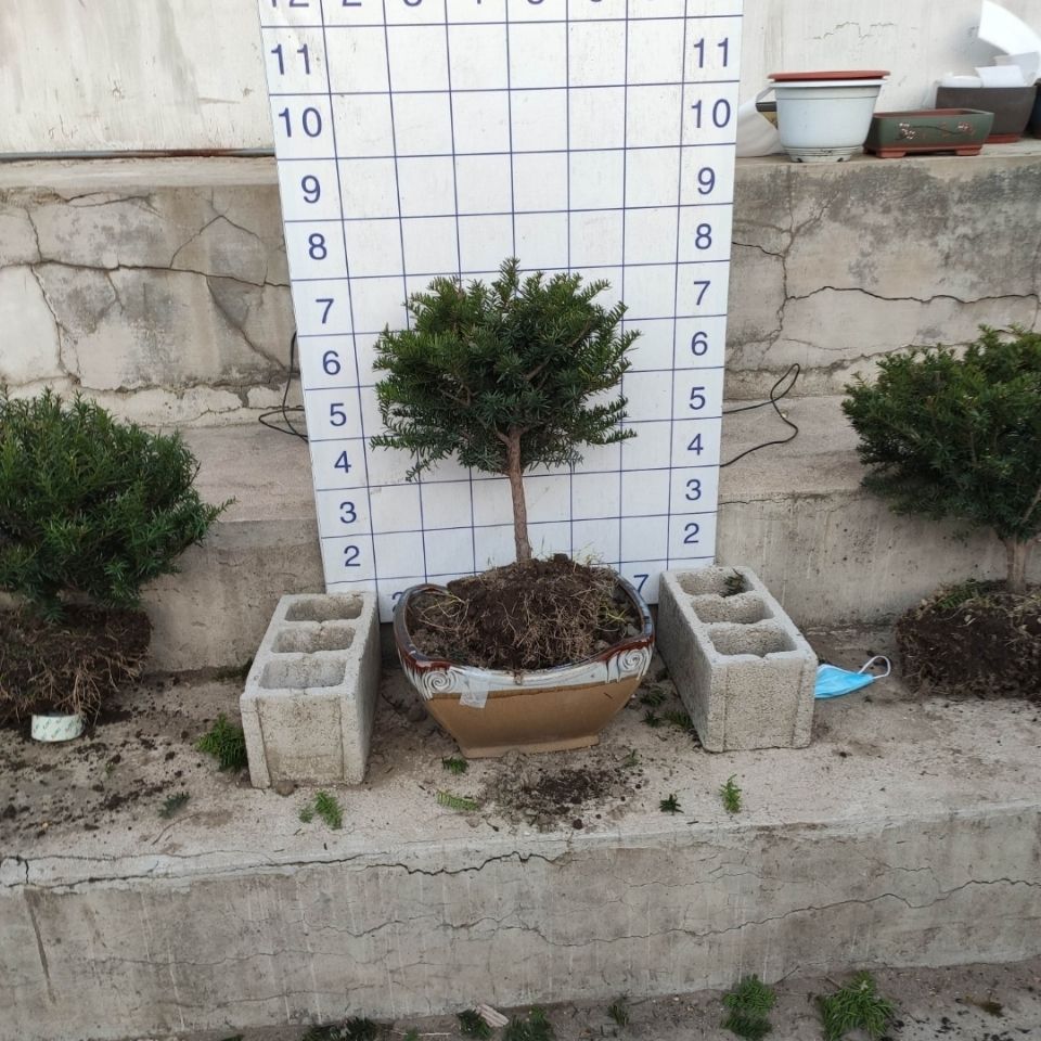 东北红豆杉小盆栽老树开花结果吸甲醛净化空气防辐射产地直销包邮