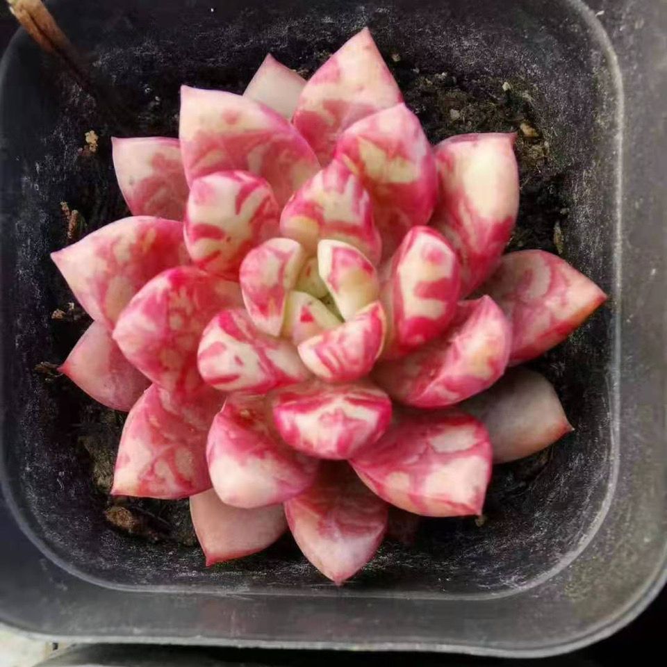 血燕多肉植物,新手多肉植物,阳台植物【2月16日发完】