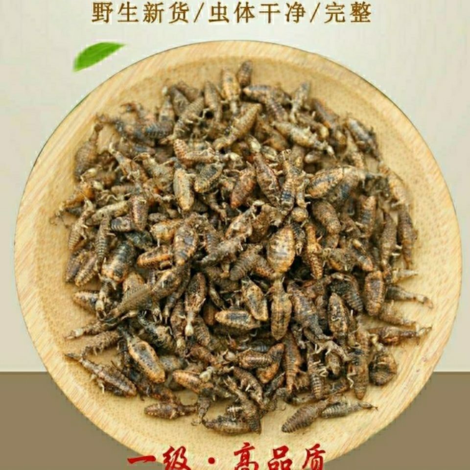 金沙牛  10g包邮中药材蚂狮地牯牛  一级无杂质