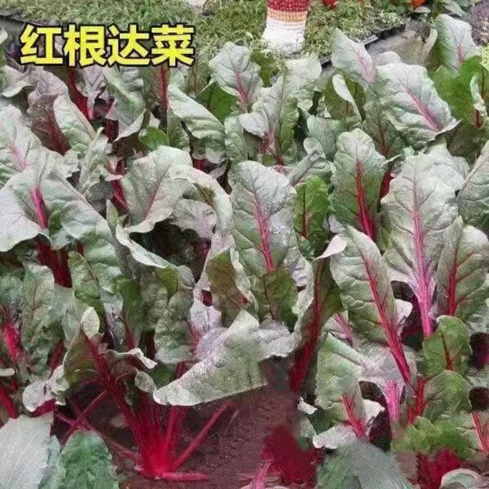 【红根达菜种子】红叶甜菜种籽牛皮菜莙荙菜君达菜籽红梗菜甜叶菜