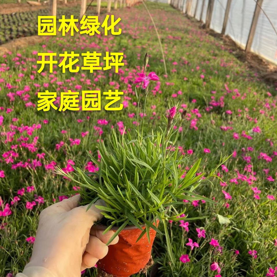 欧石竹粉贝草坪花苗初吻庭院室外花卉盆栽四季开花好养耐寒花卉