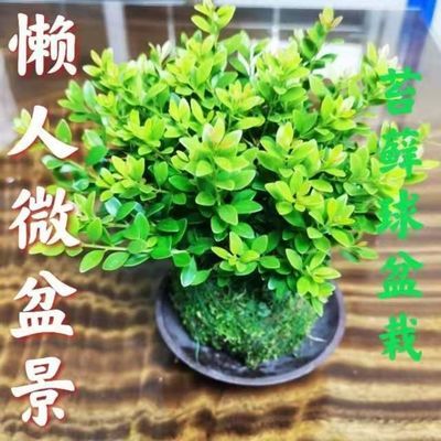 新品微盆景苔藓球水苔球镜面草菖蒲创意竹子苔玉球水培绿植盆栽 淘奇惠