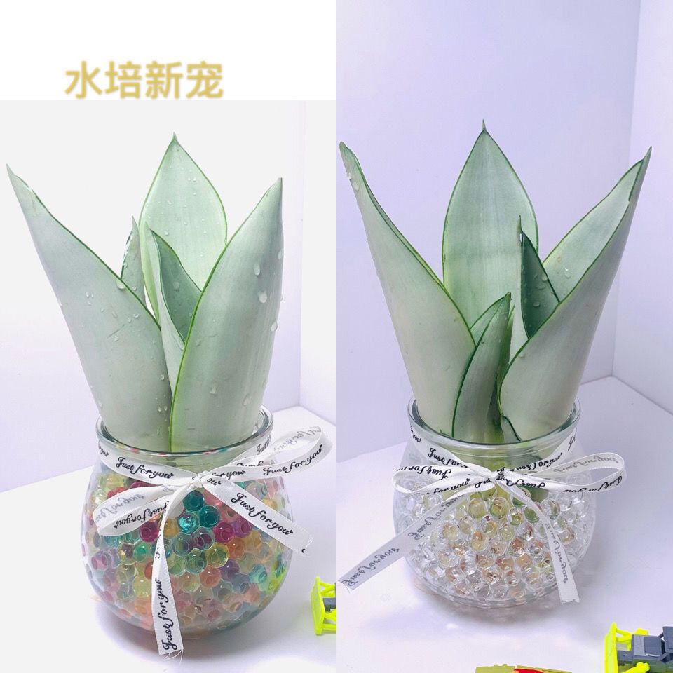 原价9 6券后价3 6 推荐 白玉兰水培植物盆栽虎皮兰室内绿植花卉客厅办公室除甲醛花 爱马淘