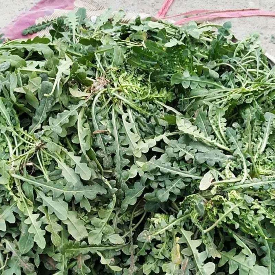 野生荠菜种子一斤半斤50克野菜四季播荠菜籽地菜荠荠菜蔬菜种子