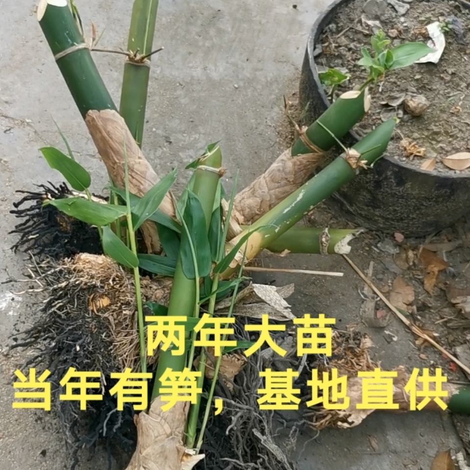 【麻竹苗】正宗地栽大苗大叶麻竹苗甜竹苗竹子盆景地栽麻竹苗竹苗【15