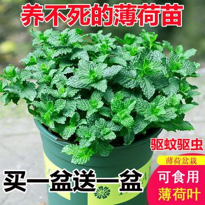 天猫优惠券领取 淘宝优惠券领取 淘宝天猫大额优惠券秒杀券发放 给力呢优惠券