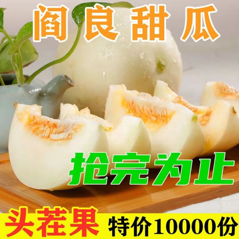 【超甜头茬】陕西阎良甜瓜10斤新鲜水果应季香瓜2斤现摘当季蜜瓜