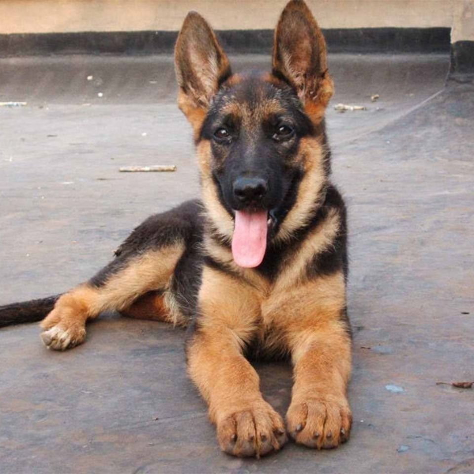 德牧幼犬活体赛级纯种德国牧羊犬德牧犬黑背狼狗看家护卫犬