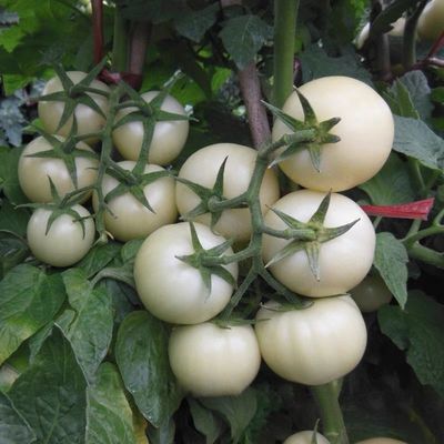 白砂糖番茄种子苗樱桃小番茄种孑圣女果种籽苗可留种春季四季盆栽