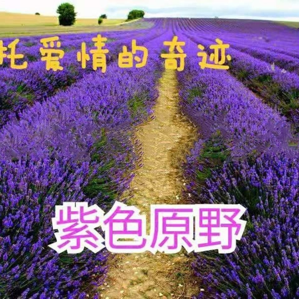 寄托爱情的奇迹是薰衣草花语香料之王芳香药草之后紫色的原野