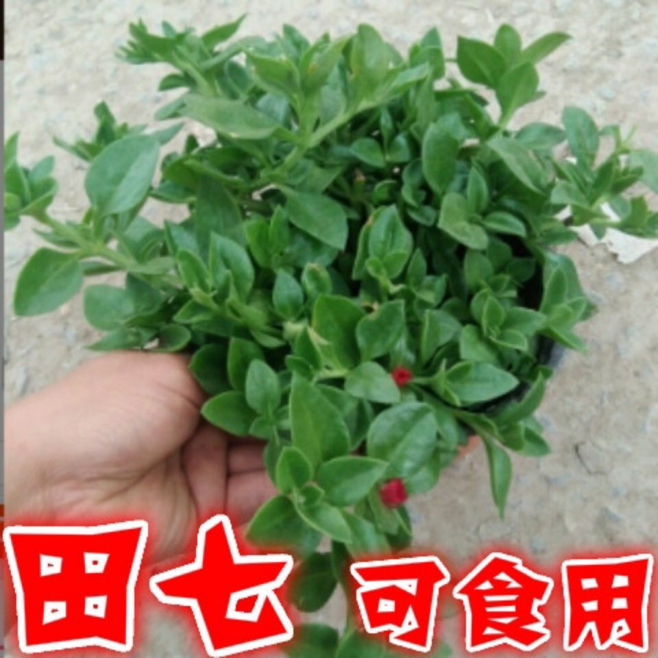 穿心莲盆栽三七田七苗松叶牡丹吊兰云南白药盆栽可食用药材蔬菜【3月9