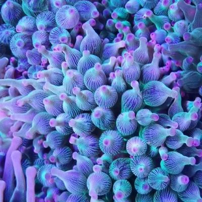 奶嘴海葵 珊瑚红奶嘴杯紫点白葵公主海葵荧光绿地毯海葵小丑鱼