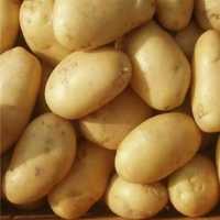 【高原土豆】精选云南新鲜土豆现挖现发粉面洋芋马铃薯产地批发