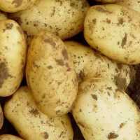 【高原土豆】精选云南新鲜土豆现挖现发粉面洋芋马铃薯产地批发