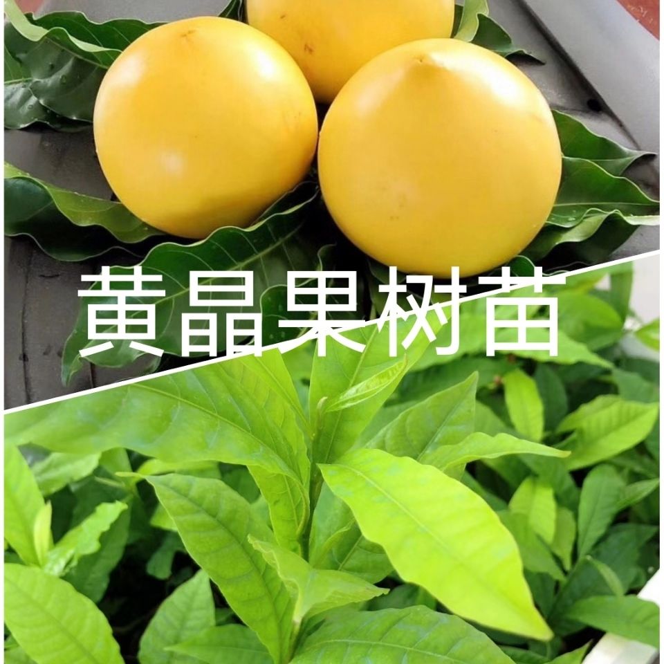 黄晶果树苗种植新品种冬蜜黄金果苗南方种植台湾四季结果盆栽地栽