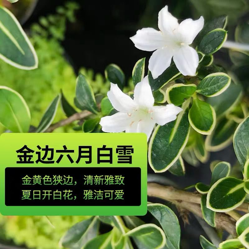 六月雪盆景小盆栽白花重瓣微型造型实物禅意老桩四季常青桌面盆景 虎窝拼
