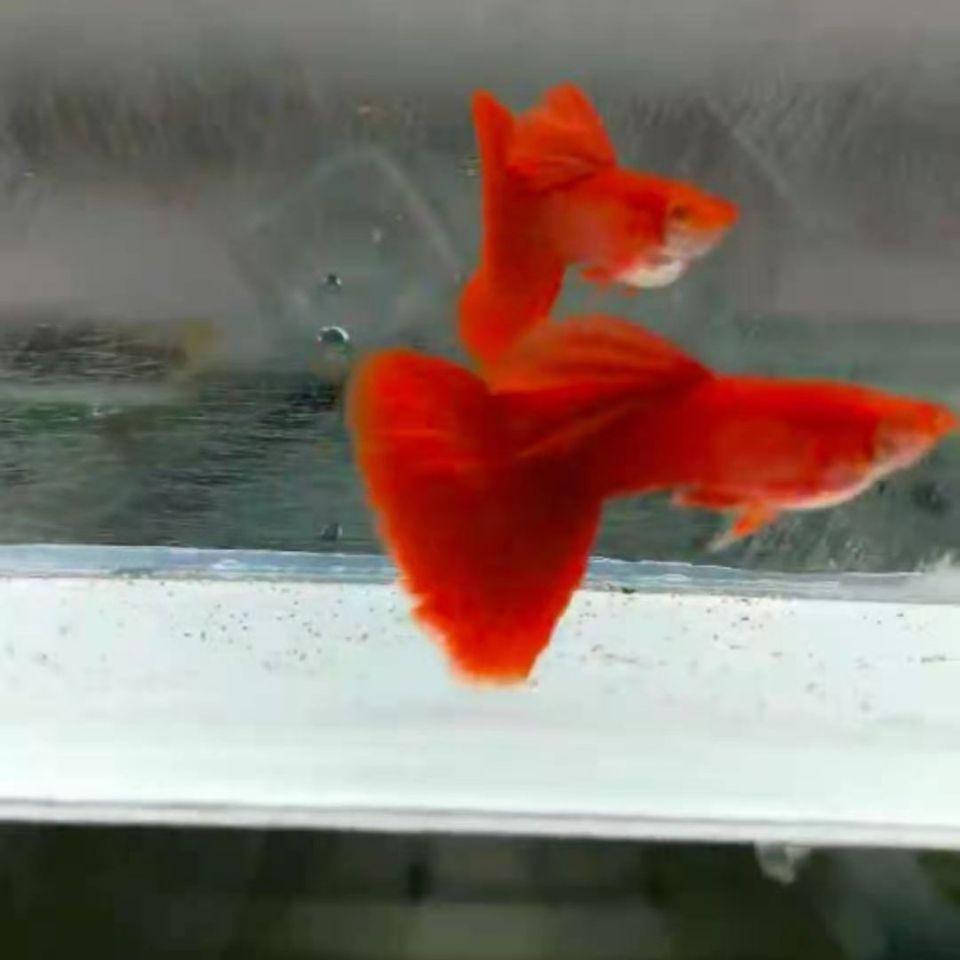 出售自家繁殖的精品孔雀鱼血红白子观赏鱼中国红
