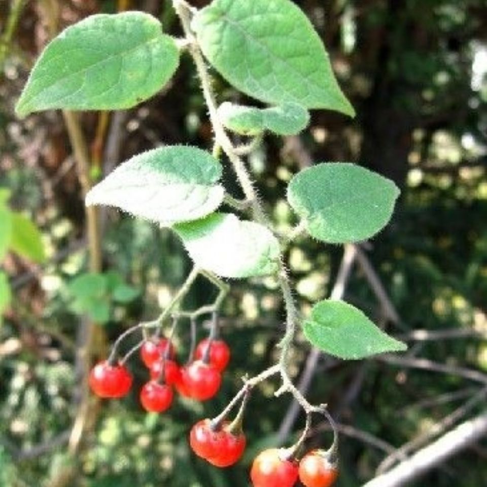 野生新鲜白英白毛藤山甜菜白草白幕排风草天灯笼500g包邮