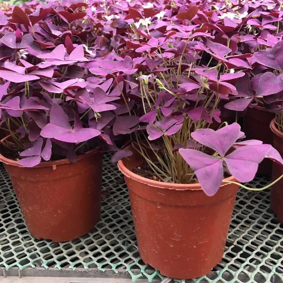 幸运草盆栽紫蝴蝶花苗蝴蝶花盆栽三叶花盆栽绿植花卉四季好养美观 虎窝拼 幸运草盆栽紫蝴蝶花苗蝴蝶花盆栽三叶花盆栽绿植花卉四季好养美观 虎窝拼