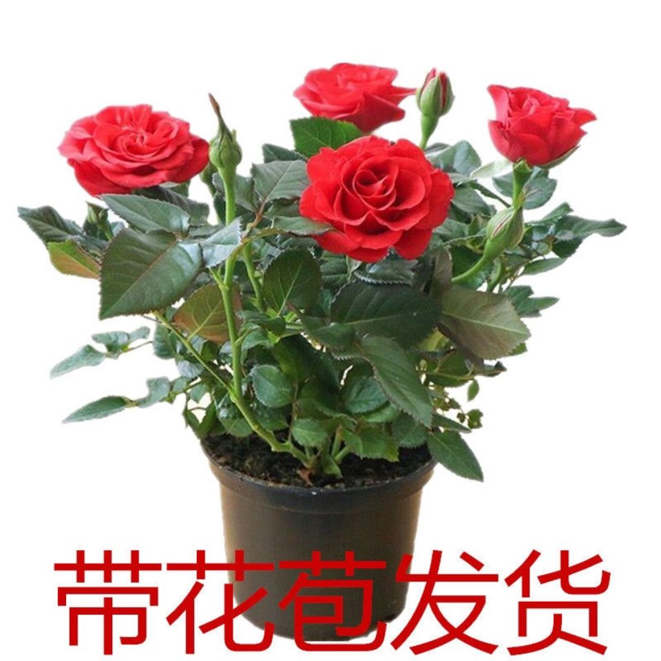 钻石玫瑰四季开花盆栽带花带花苞室内阳台庭院包邮花卉绿植盆景