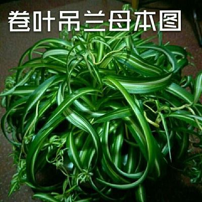 荷兰卷叶吊邦尼清首选苗子3颗 盆口径12  进口软毛新款高档吊兰