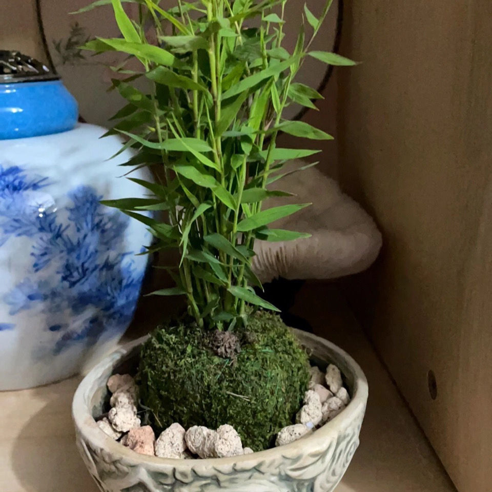 苔玉苔藓球日本姬翠竹买一送一包邮盆载花卉植物室内小竹子驱蚊 虎窝拼