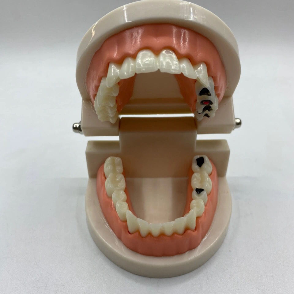 牙科口腔牙齿模型教学模型假牙模型成人全口模型标准模型 虎窝拼