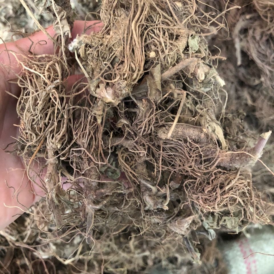 地胆头干货新鲜中药材地胆草根 广东煲汤料 红花地斩头500g克包邮