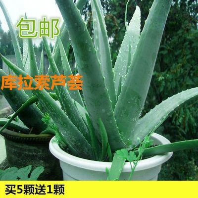 库拉索芦荟美容补水芦荟盆栽可食用芦荟植物芦荟苗灌肤多肉植物 虎窝拼
