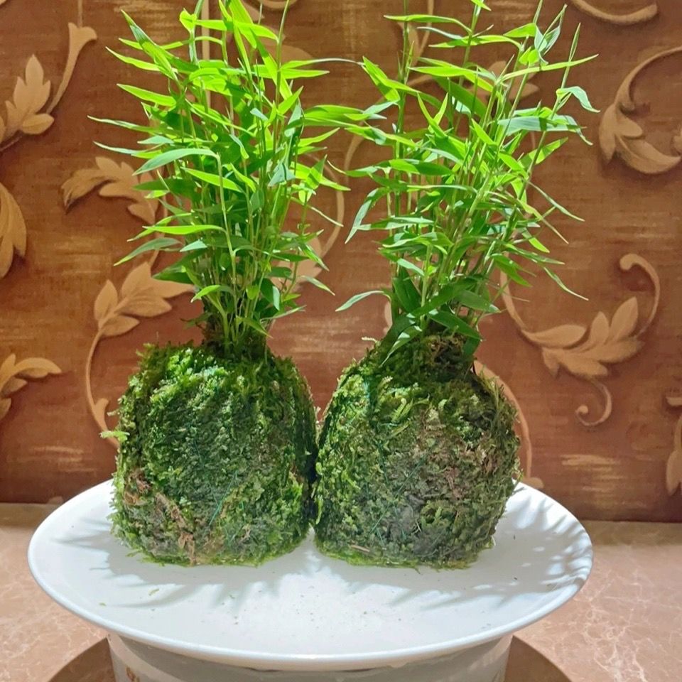 苔玉苔藓球日本姬翠竹买一送一包邮盆载花卉植物室内小竹子驱蚊 虎窝拼