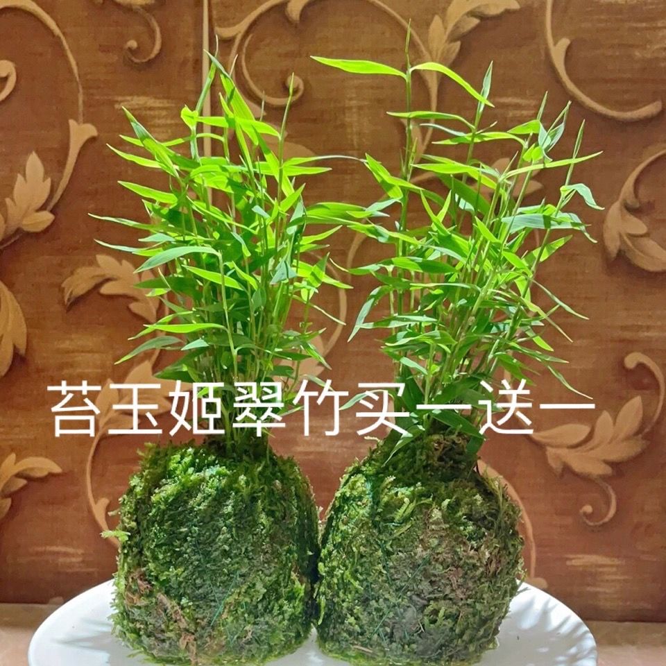 苔玉苔藓球日本姬翠竹买一送一包邮盆载花卉植物室内小竹子驱蚊 虎窝拼